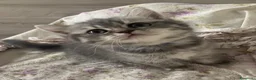 British gatti in vendita: British shorthair e longhair - Annuncio 4