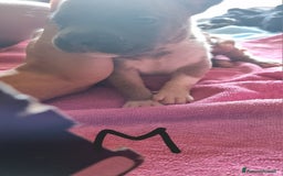 Pitbull cani in vendita: Cuccioli di pitbull a Città Metropolitana di Genova - Immagine 15