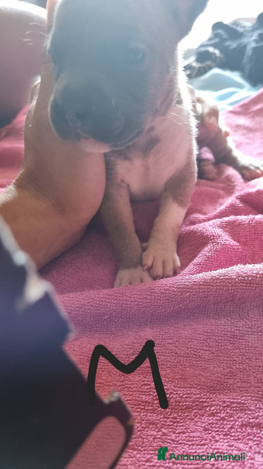 Pitbull cani in vendita: Cuccioli di pitbull a Città Metropolitana di Genova - Immagine 15