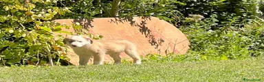Australian Shepherd 1