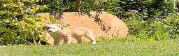 Australian Shepherd cani in vendita: Cucciolo pastore australiano con occhi blu - Annuncio 7