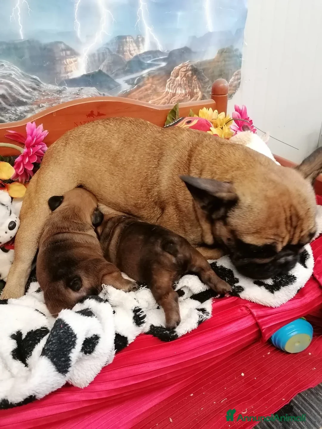 Bulldog Francese cani in vendita: -FRENCH BULDOG --BULDOG FRANCESE --PEDIGREE ENCI-- a Città metropolitana di Milano - Annuncio 1
