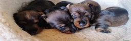 Bassotto cani in vendita: BASSOTTO TEDESCO A PELO DURO a Provincia di Pistoia - Annuncio 3