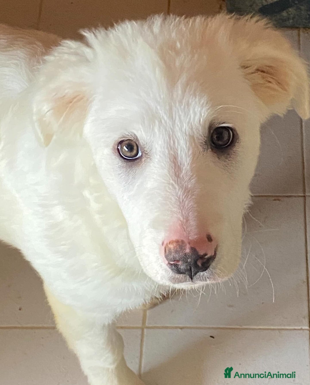Meticcio cani in regalo: Aurora cucciola 5 mesi cerca casa - adozione  - Annuncio 2