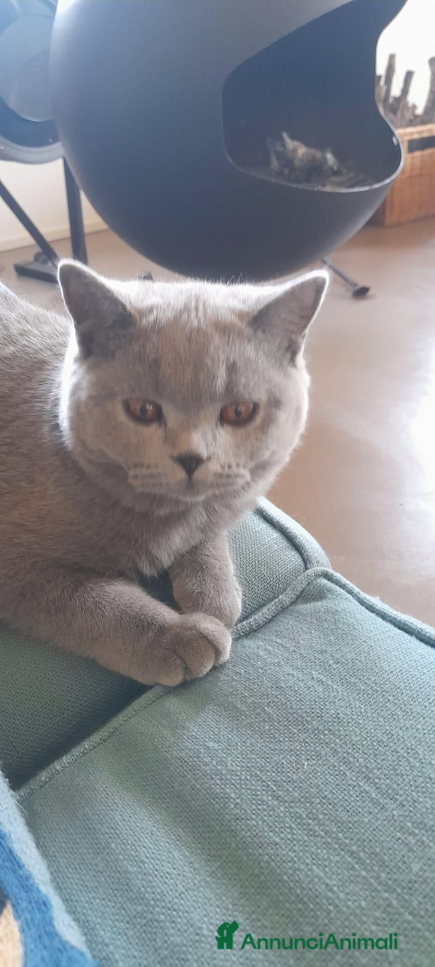British gatti Femmina British - Annuncio 2