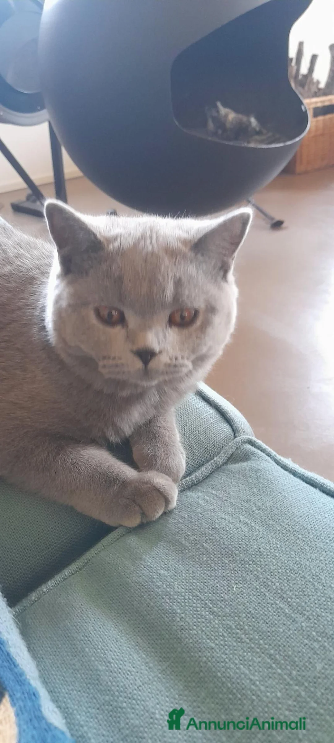 British gatti in vendita: Femmina British - Annuncio 2