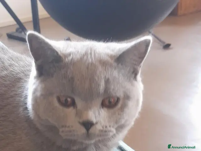 British gatti in vendita: Femmina British - Annuncio 2