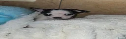 Chihuahua cani in vendita: Chihuahua toy  a Città metropolitana di Milano - Annuncio 5
