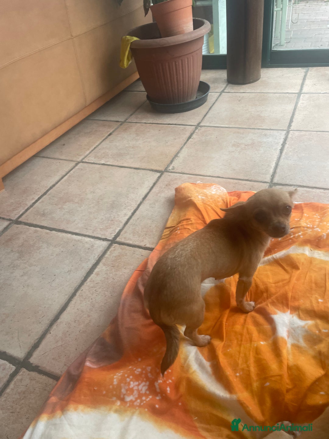 Chihuahua cani in vendita: Chihuahua purissima femmina due mesi e mezzo - Annuncio 7