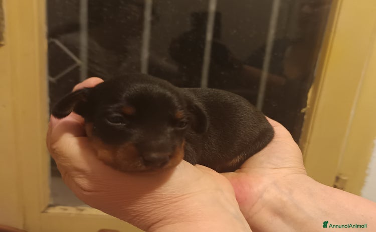 Pinscher Miniatura cani a Città Metropolitana di Firenze - Annuncio 2