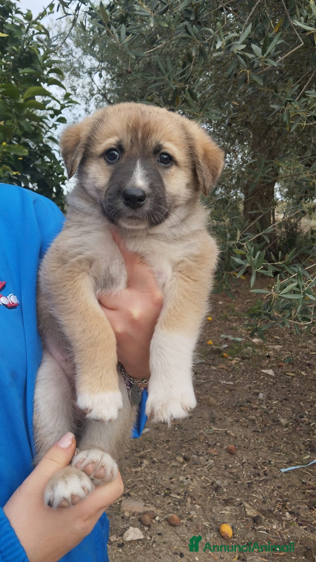 Altre razze cani in regalo: Cuccioli futura taglia media cercano adozioni  - Annuncio 4