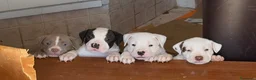 Pitbull cani in vendita: pit bull ukc black nose maschio - Annuncio 5