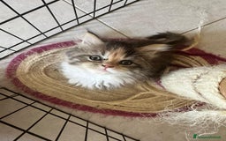 Persiano gatti in vendita: Gattine persiane normotipo  a Provincia di Reggio Emilia - Immagine 12