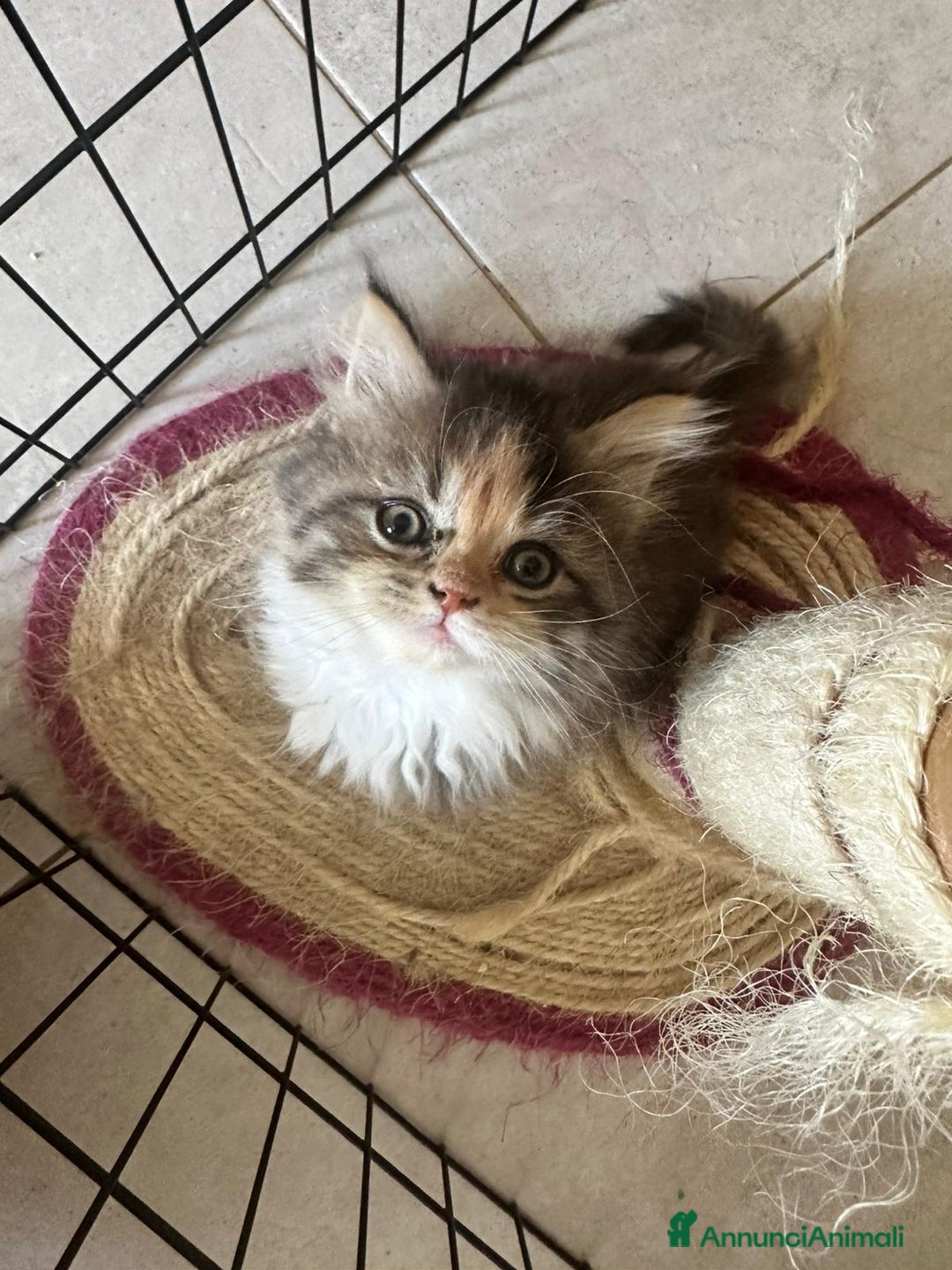 Persiano gatti in vendita: Gattine persiane normotipo  a Provincia di Reggio Emilia - Immagine 12