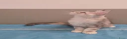 Maine Coon gatti in vendita: Cucciolata F Dolci Fusa - Annuncio 3