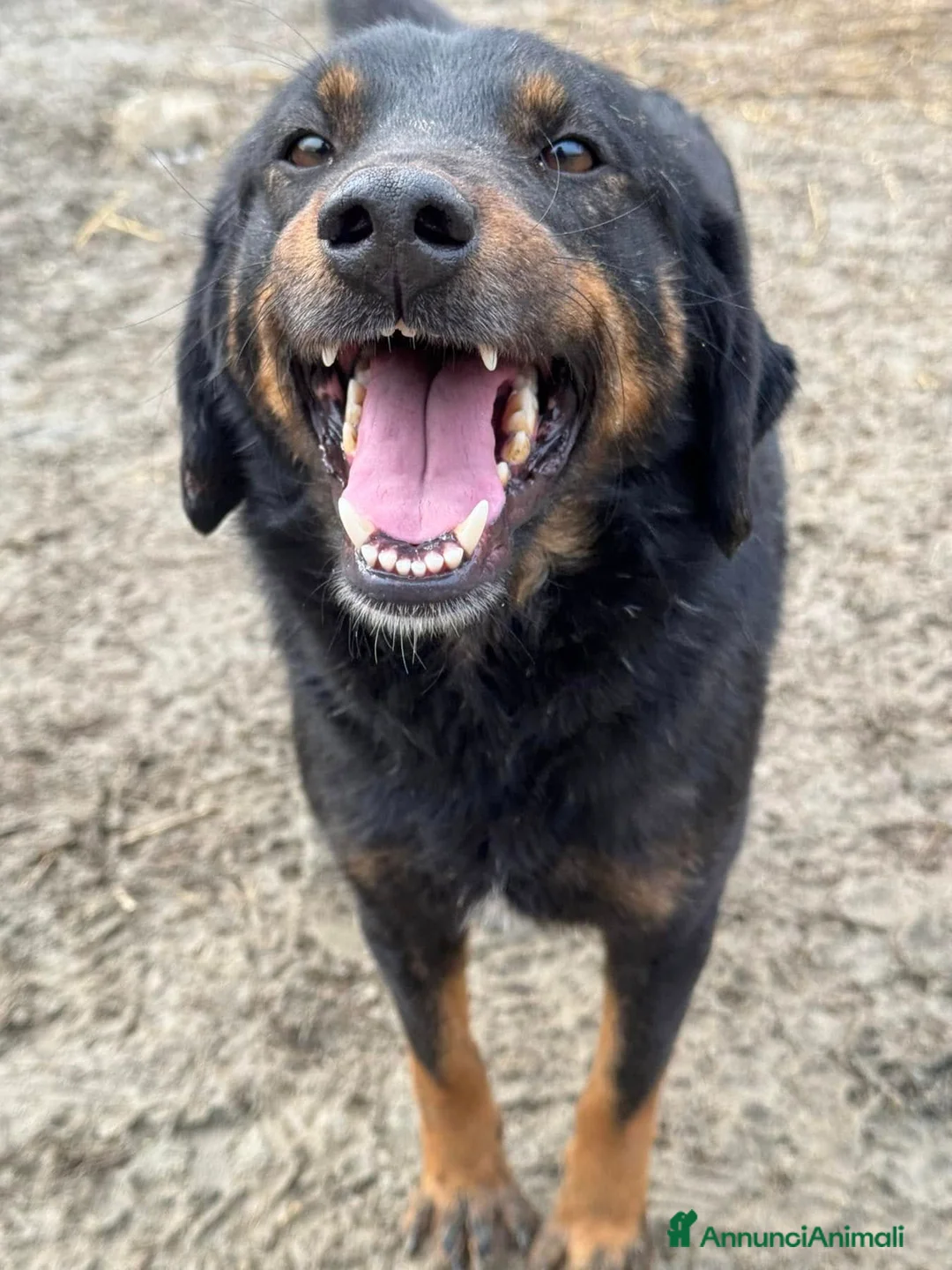 Meticcio cani in regalo: BUFFY, cagnolona buffissima in rifugio! - Annuncio 2