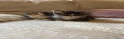 Maine Coon gatti in vendita: Cuccioli di Maine Coon  - Annuncio 4