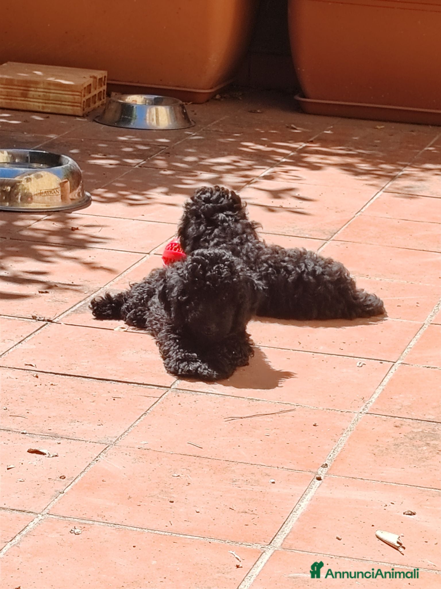 Barboncino cani Barboncino nero nano cuccioli  - Annuncio 2