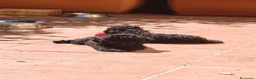 Barboncino cani in vendita: Barboncino nero nano cuccioli  a Provincia di Pistoia - Annuncio 2