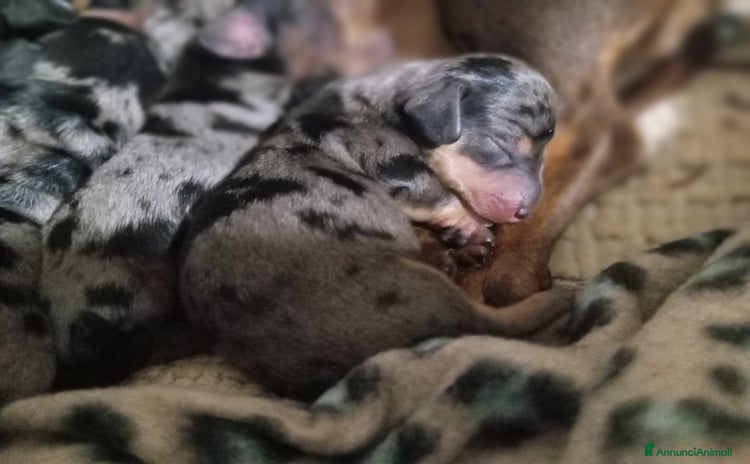 Bassotto cani - Annuncio 1