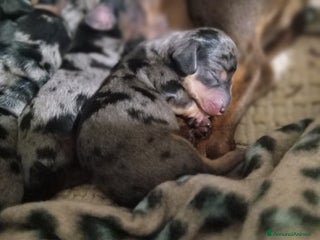 Bassotto cani Bassotti arlecchino - Annuncio 31