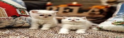 British gatti in vendita: British shorthair e longhair  a Provincia di Monza e della Brianza - Annuncio 15
