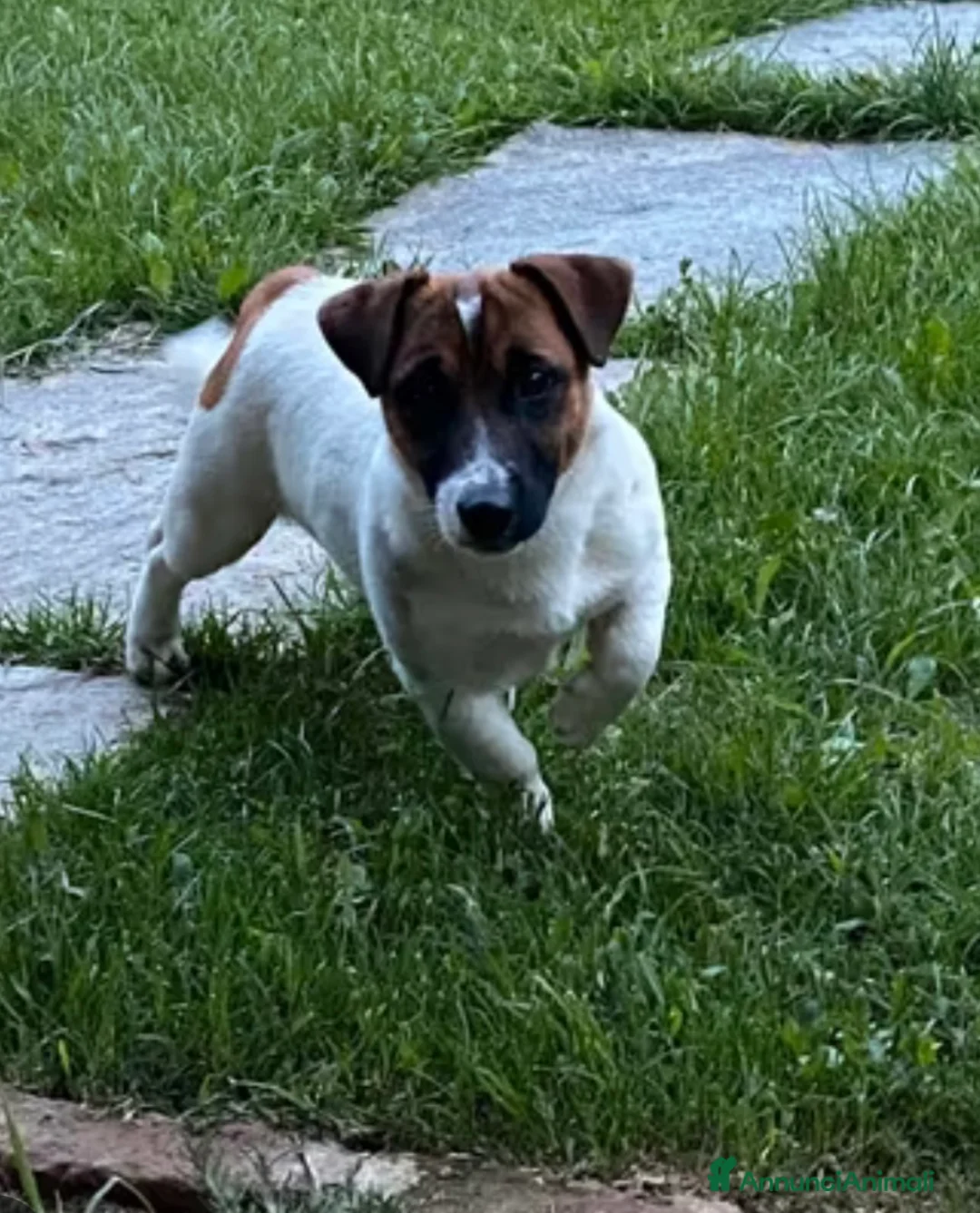 Jack Russell cani in vendita: Jack russell zampa corta a Città metropolitana di Palermo - Annuncio 2