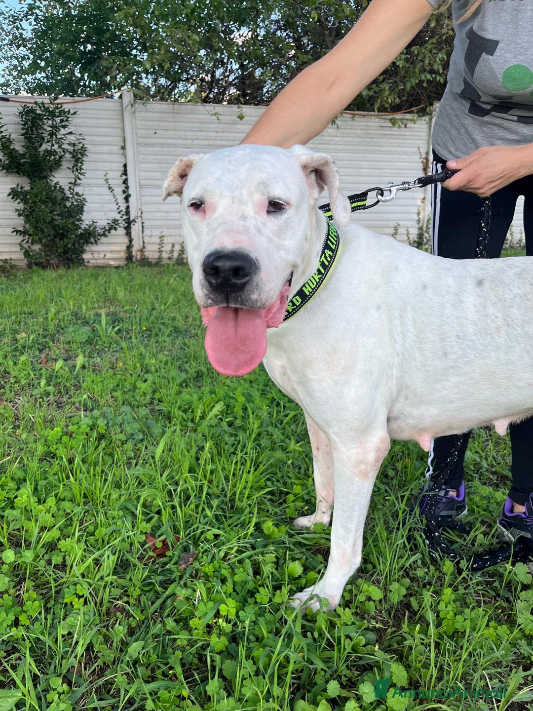 Affenpinscher cani in regalo: LOLA DOGO ARGENTINO - Annuncio 5