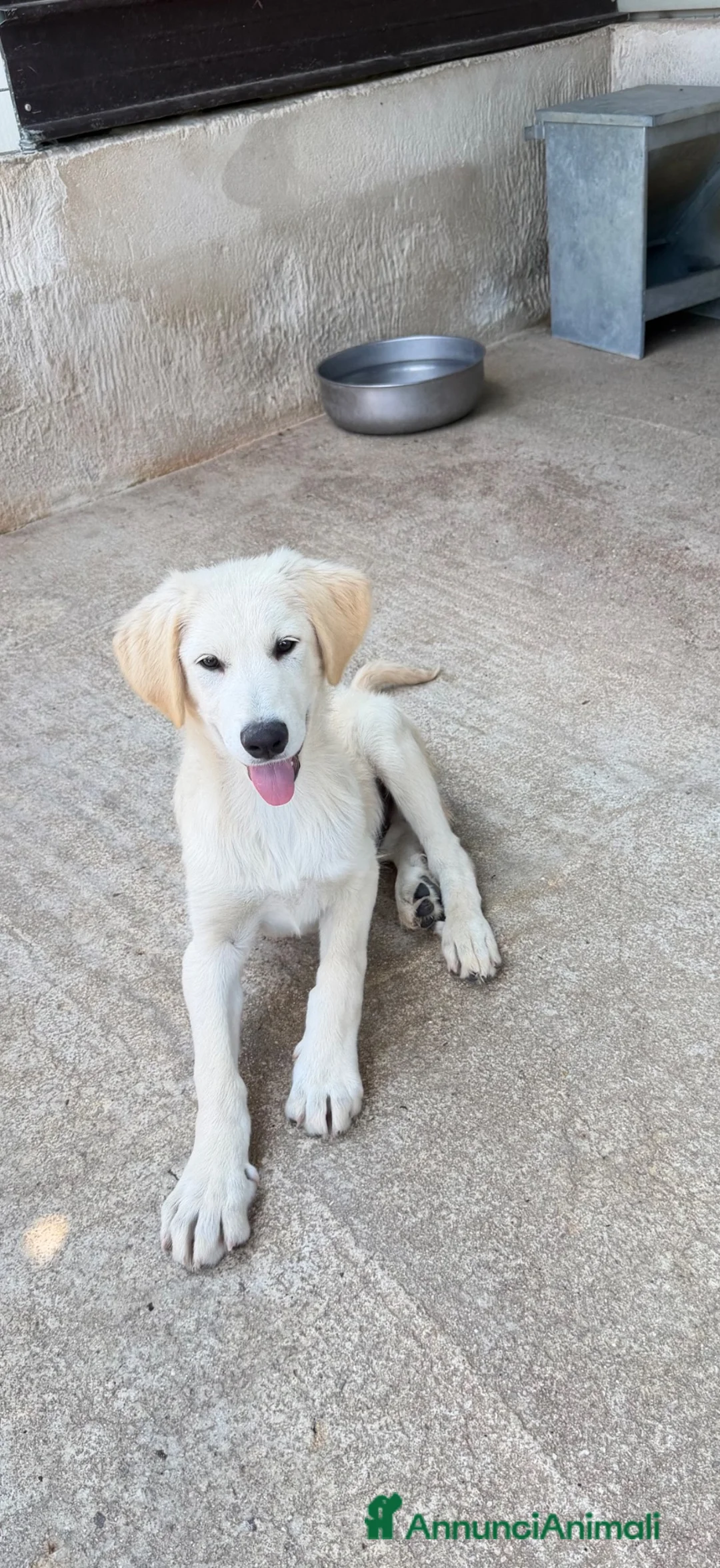 Meticcio cani in regalo: Otto  a Provincia di Massa e Carrara - Annuncio 1