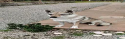 Lupo Cecoslovacco cani in vendita: Cuccioli lupo cecoslovacco  - Annuncio 5