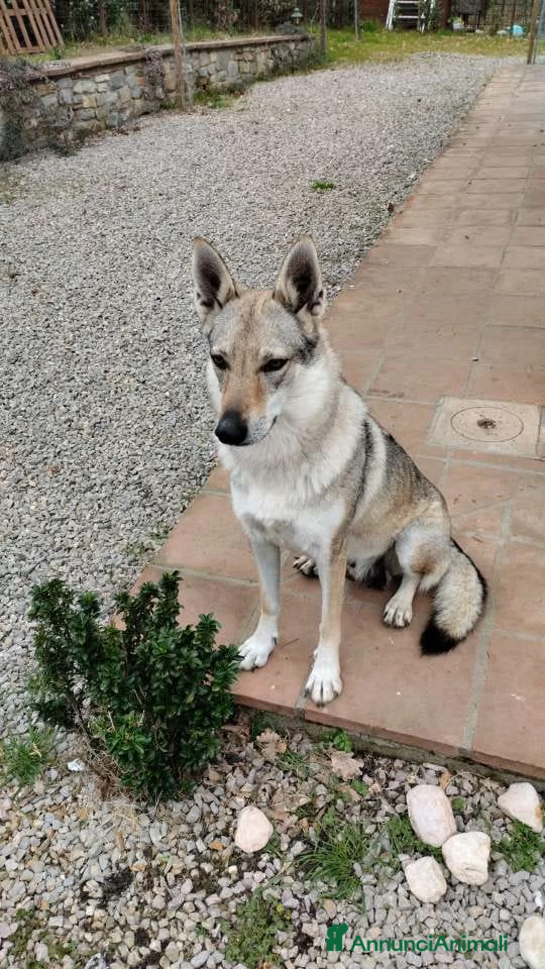 Lupo Cecoslovacco cani in vendita: Cuccioli lupo cecoslovacco  - Annuncio 5