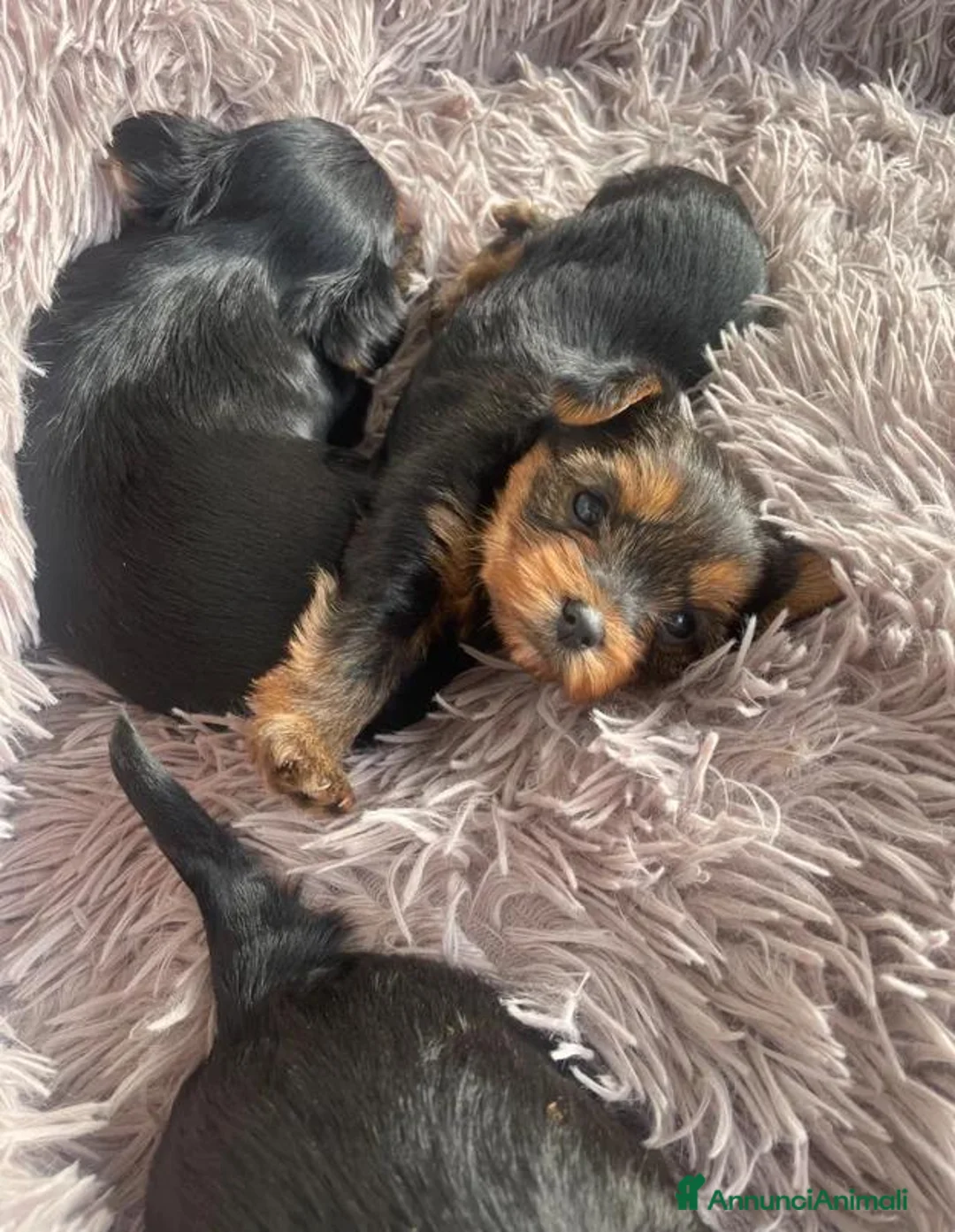 Yorkshire cani in vendita: Cuccioli di Yorkshire Terrier - Annuncio 2