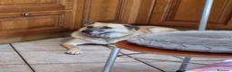 Meticcio cani in regalo: Raja, un'equilibrata meticcia di circa 5 anni - Annuncio 13
