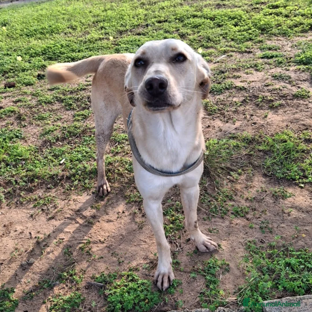Meticcio cani in regalo: OLLY 💙 - cerca ANCORA casa. Tranquillo e dolce - Annuncio 2