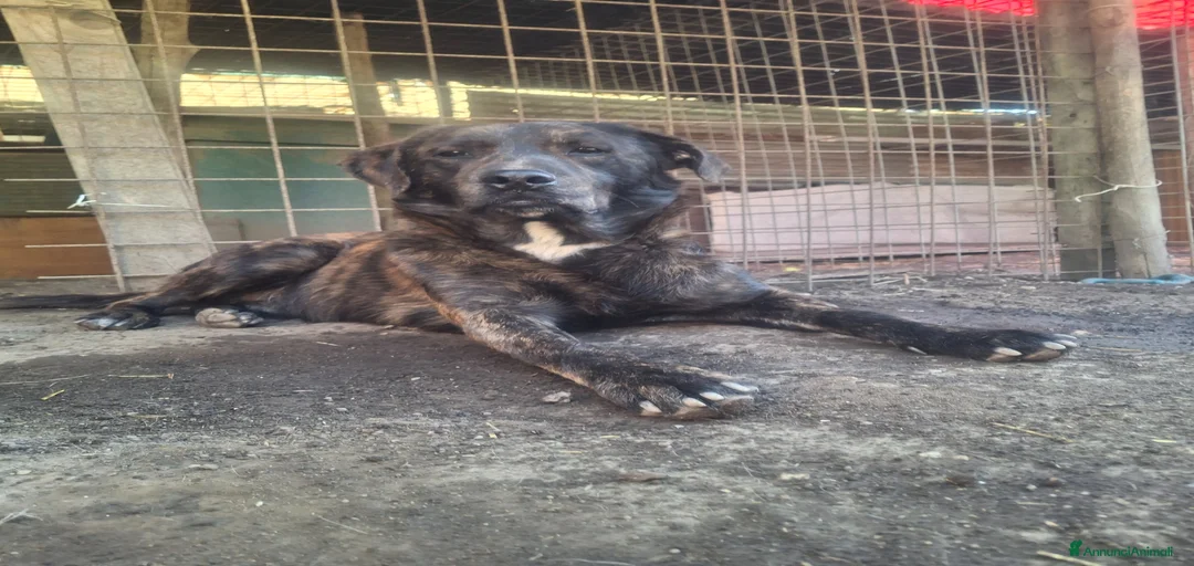 Immagine della galleria {{count}}