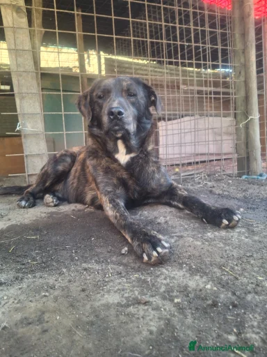 Immagine della galleria {{count}}