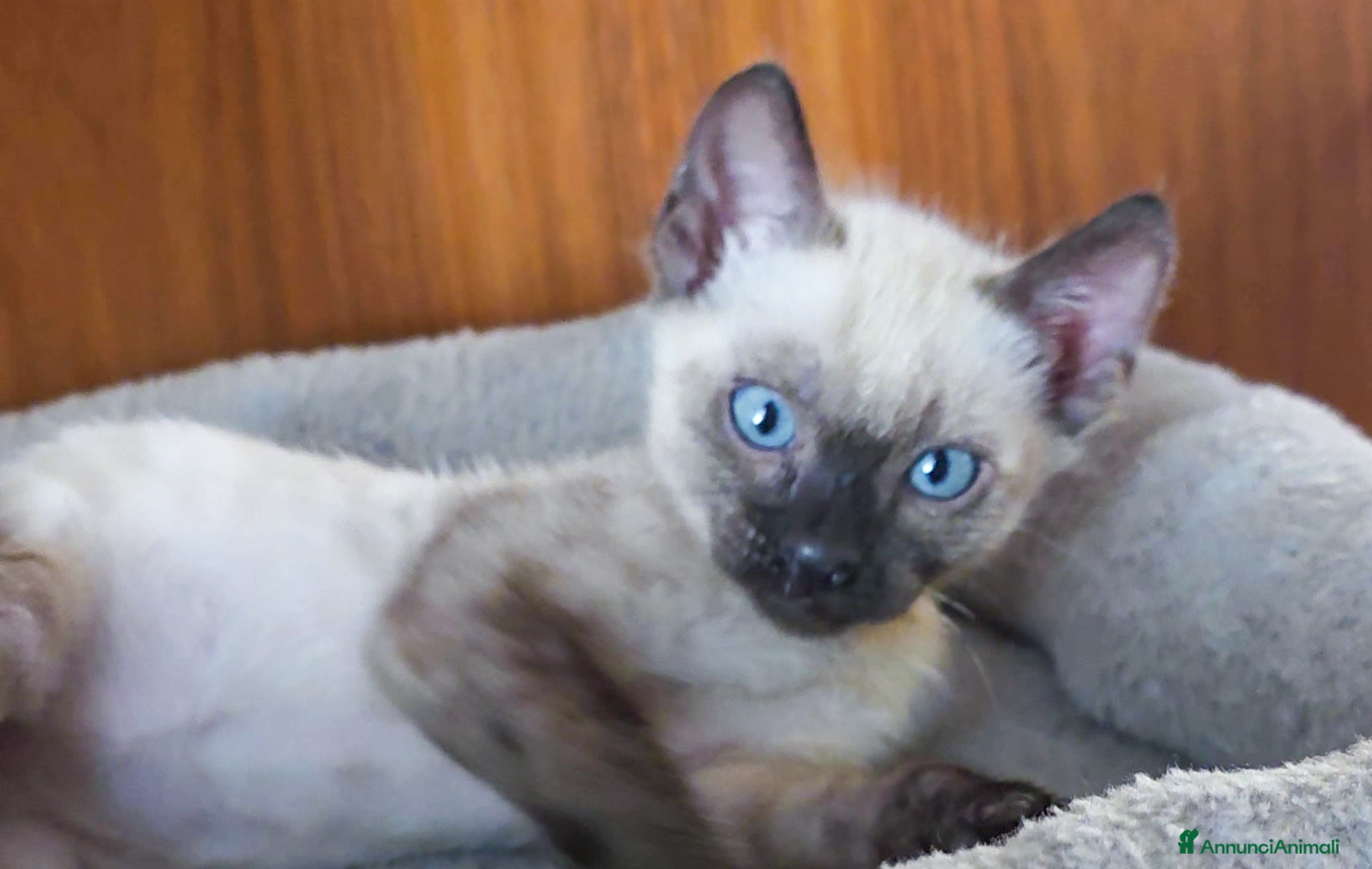 Bengala gatti Cucciolo maschio gatto bengala  - Annuncio 4