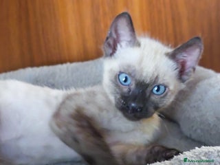 Bengala gatti Cucciolo maschio gatto bengala - Annuncio 4