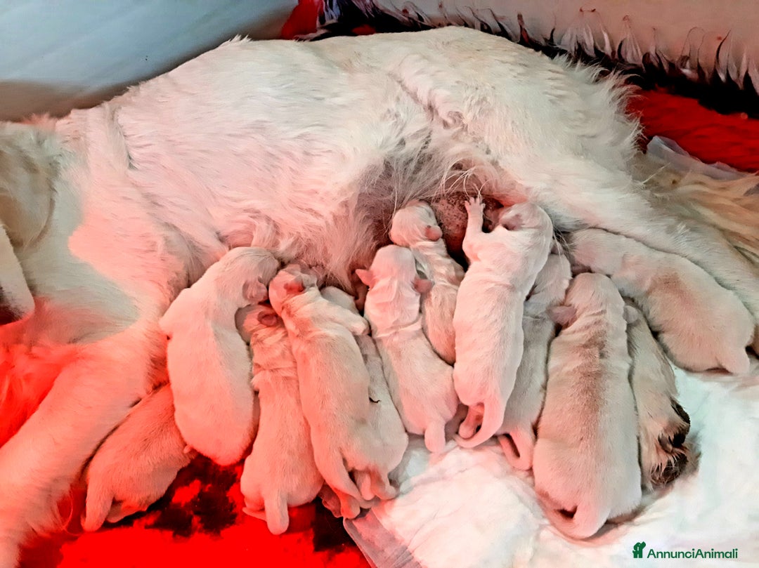 Golden Retriever cani in vendita: Cuccioli di Golden Retriever  - Annuncio 6