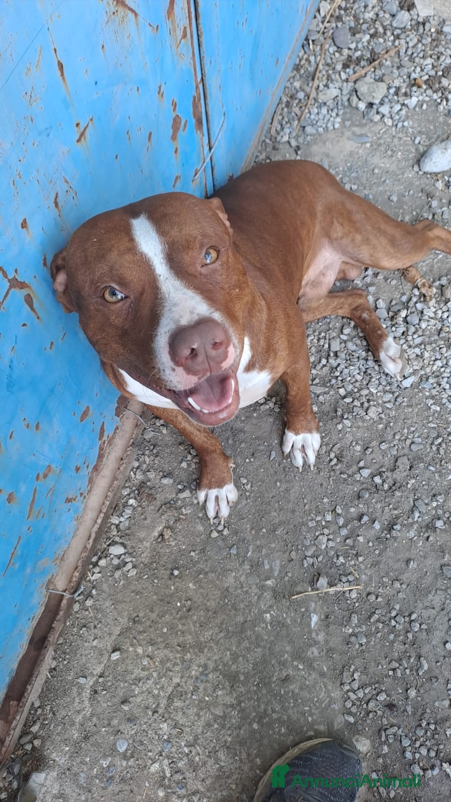 Pitbull cani Pitbull 13/14mesi bello e buono SOS CASA COSENZA - Annuncio 22