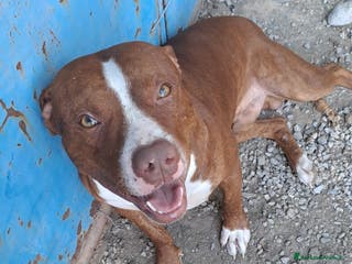 Pitbull cani Pitbull 13/14mesi bello e buono SOS CASA COSENZA - Annuncio 9