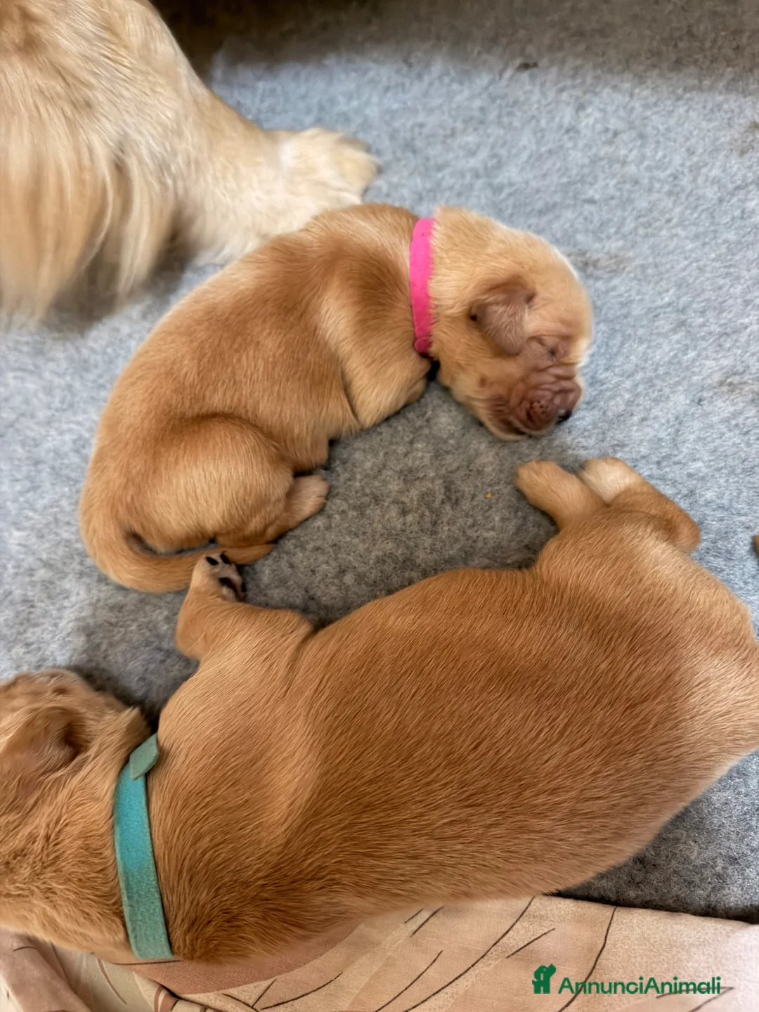 Golden Retriever cani in vendita: Golden Americani -Alta Genealogia 5 stelle  - Annuncio 13