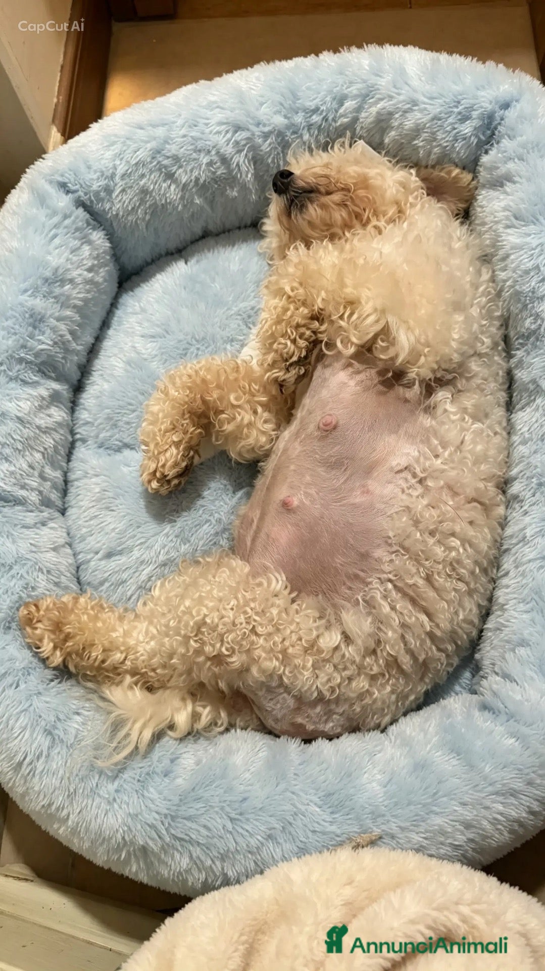Barboncino Toy cani Cuccioli di barbone toy - Annuncio 2