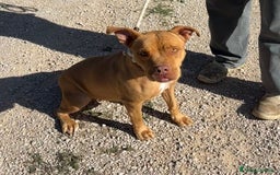Pitbull cani in regalo: Regina, splendida pit dagli occhi marroni  - Immagine 7