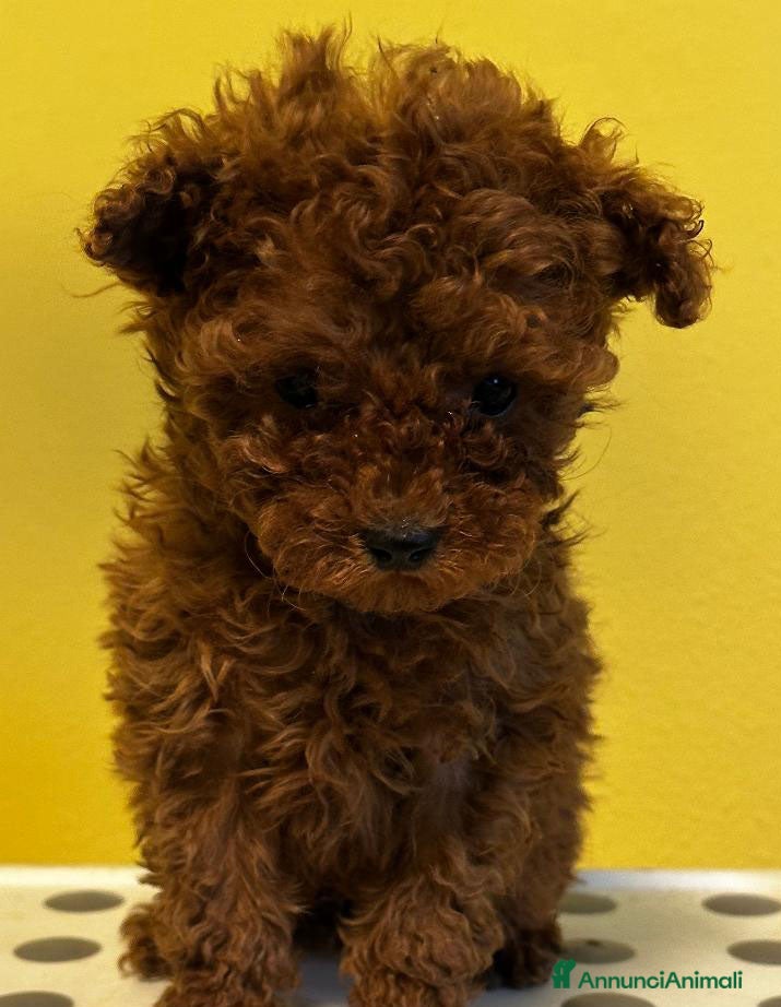 Barboncino Toy cani Cuccioli Barbone toy color fulvo - Annuncio 31