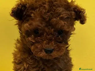 Barboncino Toy cani Cuccioli Barbone toy color fulvo - Annuncio 31