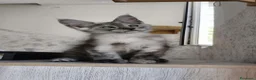 Maine Coon gatti in vendita: Cucciolo Maine Coon black smoke maschio - Annuncio 7