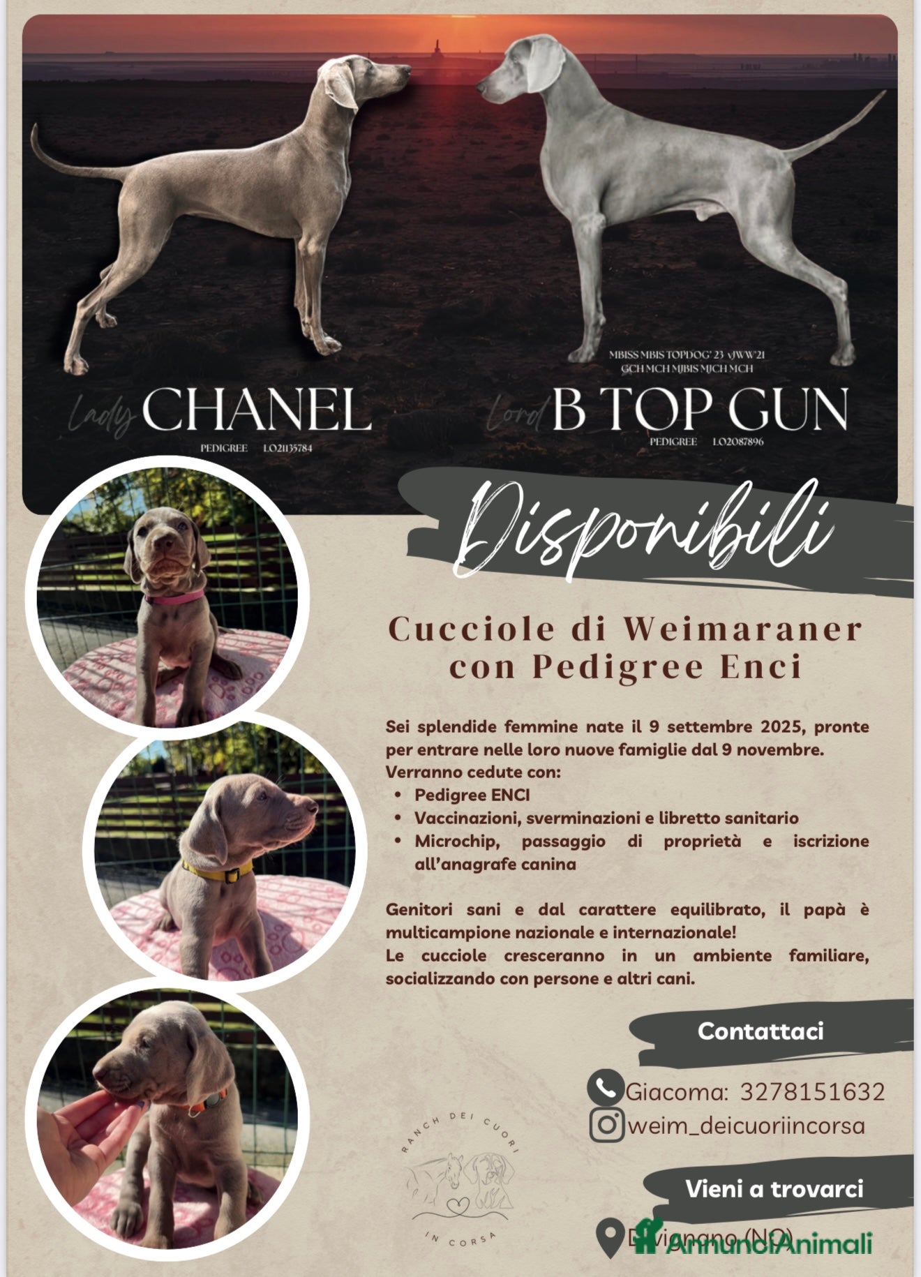 Weimaraner cani Cucciole di weimaraner con pedigree Enci - Annuncio 3