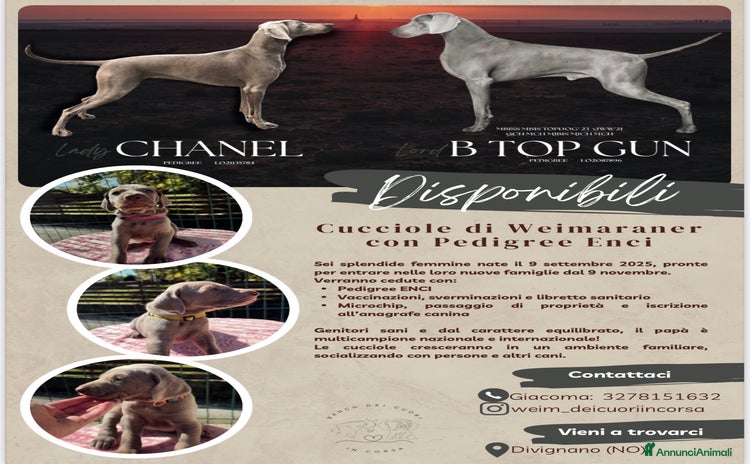 Weimaraner cani - Annuncio 3