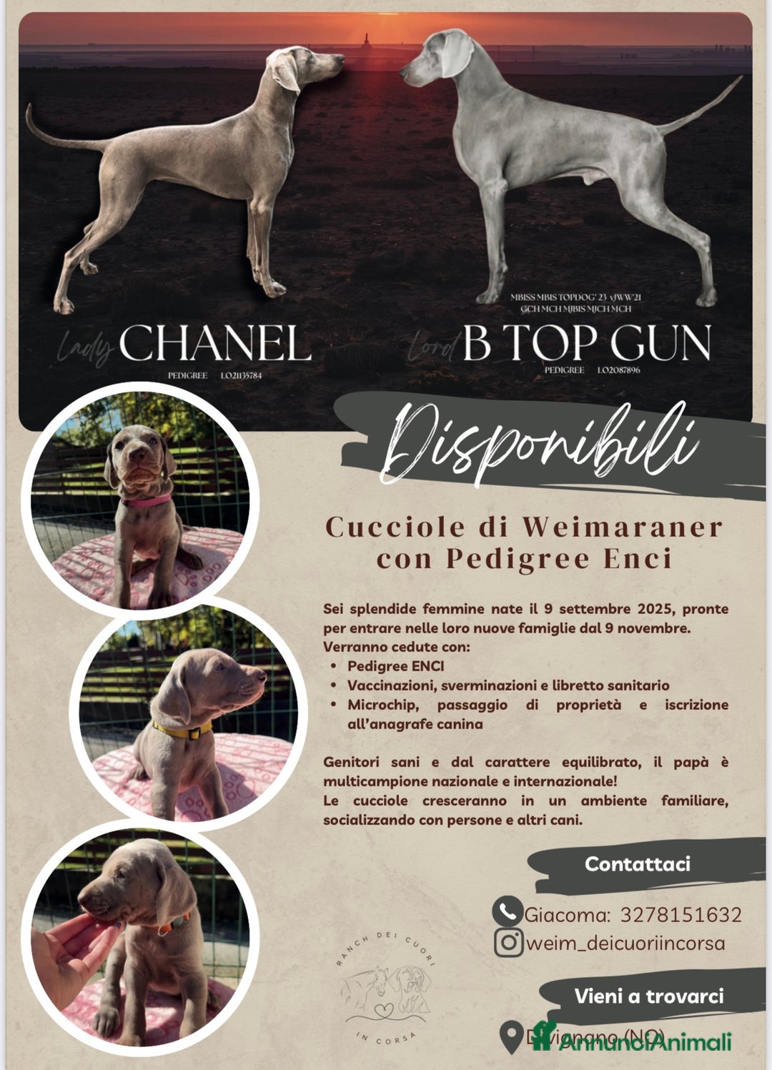 Weimaraner cani in vendita: Cucciole di weimaraner con pedigree Enci - Annuncio 1